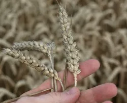 Genvernderter Weizen