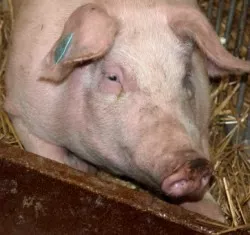 Deutlich weniger Schweine in Mecklenburg-Vorpommern