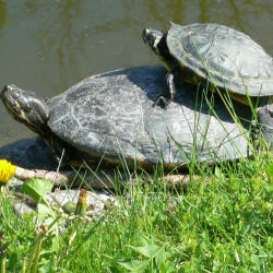 Haustier Schildkröte
