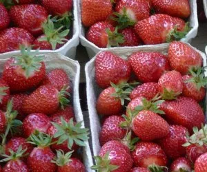 Erdbeeren aus Spanien