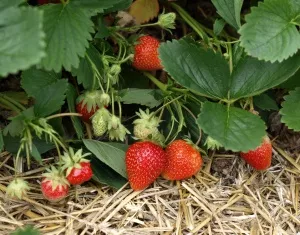 Freiland-Erdbeeren