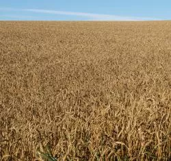 Getreide auf deutschen Feldern 2014