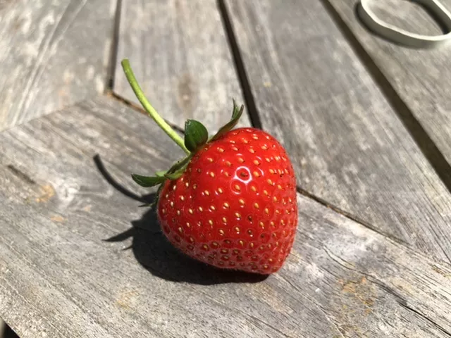 Pestizidrckstnde in Erdbeeren