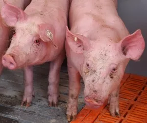 Schweinehaltung sterreich