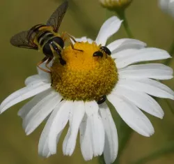 Insektenschutzgesetz