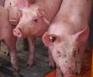 Schweinehaltung Dnemark 