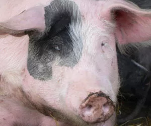 Schweinepreise auf Rekordniveau