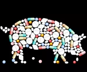 Antibiotika-Einsatz bei Nutztieren