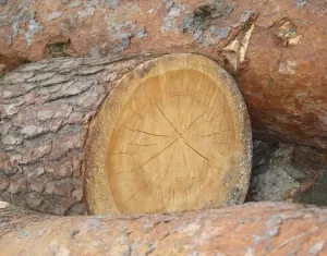 Schadholzeinschlag