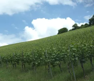 Weinbau in Franken