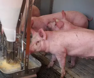 Schweinebestnde NRW
