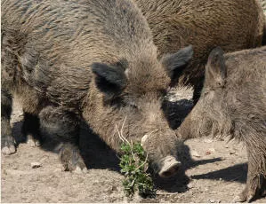 Schweinepest-Sperrgebiet