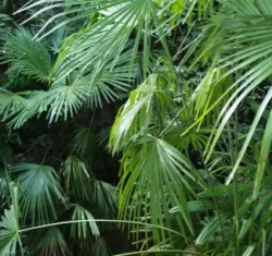 Regenwaldschutz 
