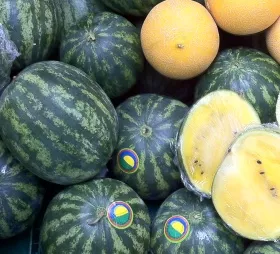 Melonenernte