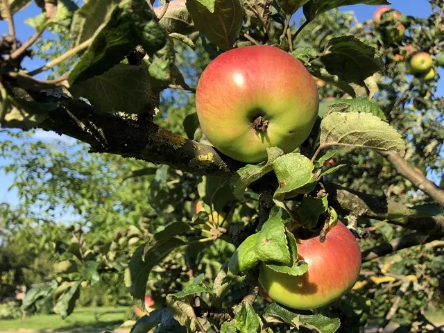 Ertragsschätzung Äpfel 2023