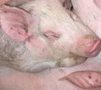 Schweinemarkt in den Niederlanden