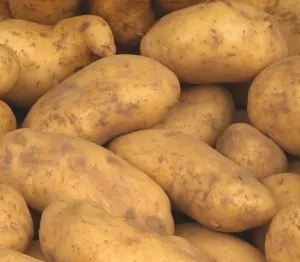 Kartoffelernte in Niedersachsen