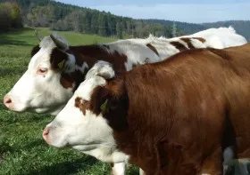 Rinderhaltung Österreich 2023