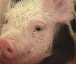 Schweinehaltung in Bayern 2017