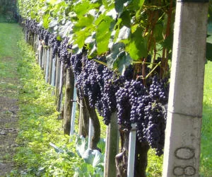 Weinbau in Europa