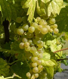 Weinbautagung an der Agrovina
