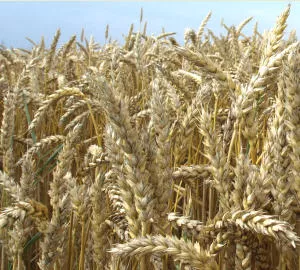 Getreideanbau Niedersachsen