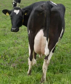 Ausgebxte Holstein-Rinder