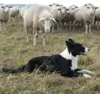Schafhaltung in Deutschland