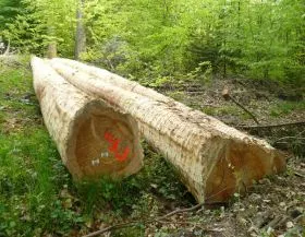 Illegaler Holzeinschlag