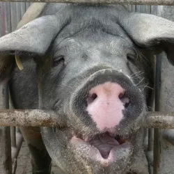 Schweinehaltung Ukraine