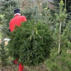 Weihnachtsbaumsaison