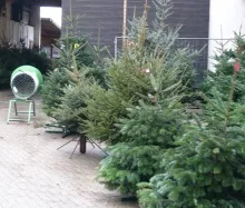 Weihnachtsbaummarkt 2013