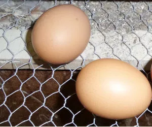 Eierproduktion NRW