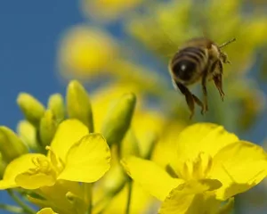 Bienenvlker in Deutschland