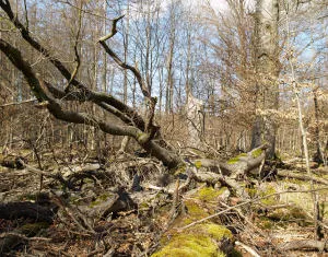 Waldzustandsbericht 2023 Hessen