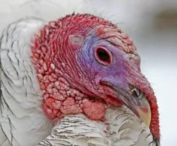 Vogelgrippeausbruch