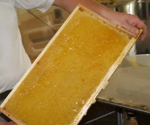 Frhjahrsernte Honig 2021