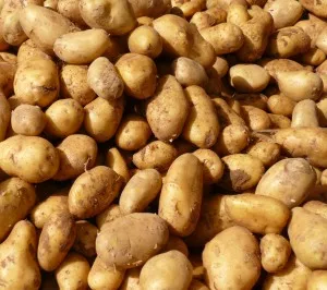 Kartoffelernte 2023