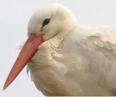 Vogelgrippe in Rostock