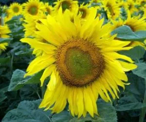Anbau von Sonnenblumen