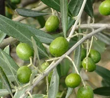 Olivenbume im Vorgarten