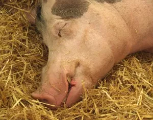 Schlafendes Schwein