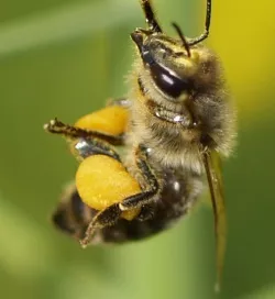 Fleiige Biene in Berlin