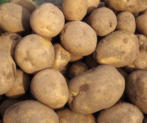 Kartoffelernte Thringen 2019