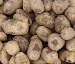 Kartoffelernte NRW 2014