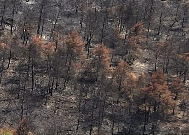 Waldbrand Frankreich
