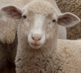 Schafe auf der Grnen Woche