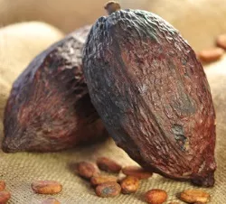 Nachhaltiger Kakao