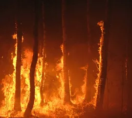Waldbrand Harz