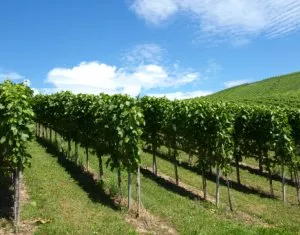 Weinbau in Thringen